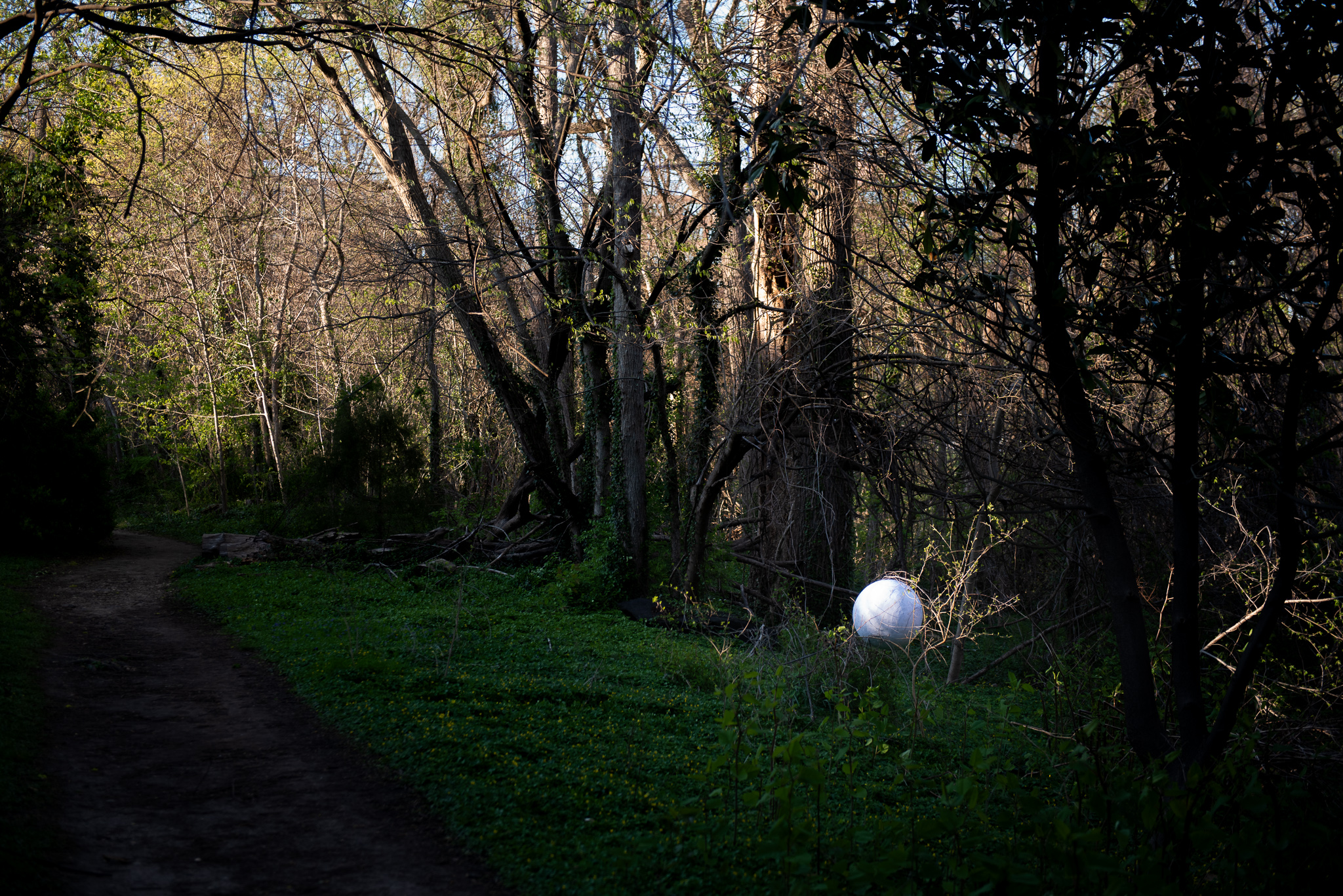 Very wide view- a white paper mache egg shape sits in a patch of sunlight, resting on the branches of a small tree.